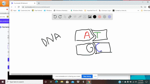 which-is-not-a-nucleotide-base-in-dna-a-adenine-b-guanine-c-uracil-d-thymine-e-cytosine-f-all-are-in
