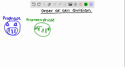 what-is-the-order-in-which-the-following-events-occur-during-cell-division-a-anaphase-b-metaphase--3