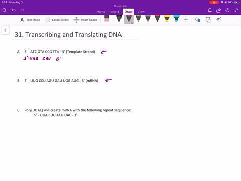 a-write-the-sequence-of-the-mrna-molecule-synthesized-from-a-dna-template-strand-having-the-followin