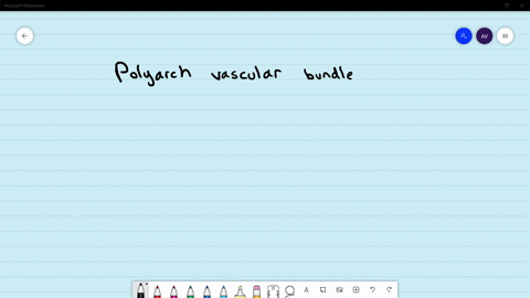 polyarch-vascular-bundles-generally-occur-in-a-monocot-stem-b-dicot-stem-c-dicot-root-d-monocot-root