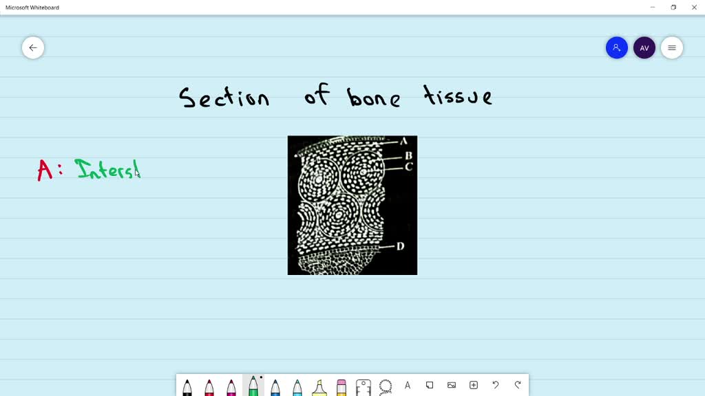 solved-in-the-given-diagram-of-a-section-of-bone-tissue-certain-parts