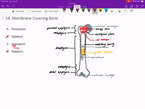 the-fibrous-membrane-covering-the-outer-surface-of-the-bone-is-the-______-a-periosteum-b-epiphysis-c