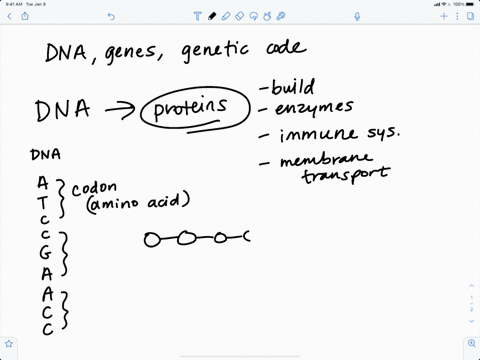 dna-a-is-produced-during-cellular-respiration-b-functions-mainly-to-transmit-information-from-one--3
