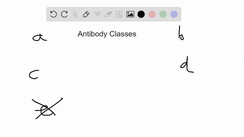 which-class-of-antibody-can-cross-the-placenta-a-iga-b-igd-c-ige-d-igg-e-igm