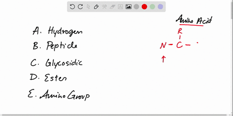 a-hydrogen-bond-b-peptide-bond-c-glycosidic-bond-d-ester-bond-e-amino-group-the-connecting-co-nh-bon