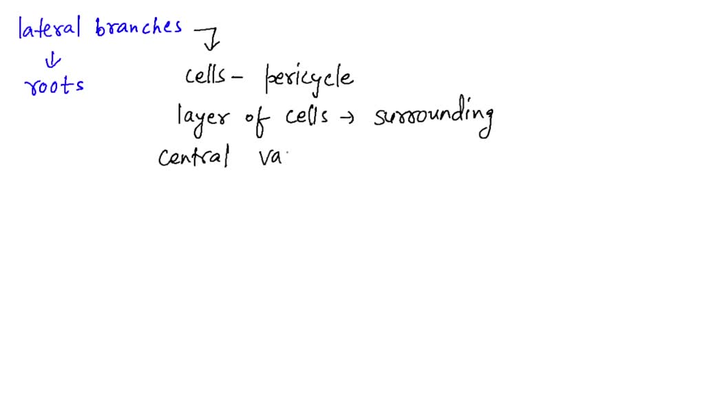 solved-how-are-lateral-branches-of-roots-formed-numerade