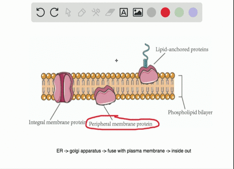 SOLVED:If the nucleolus were not able to carry ouâ€¦