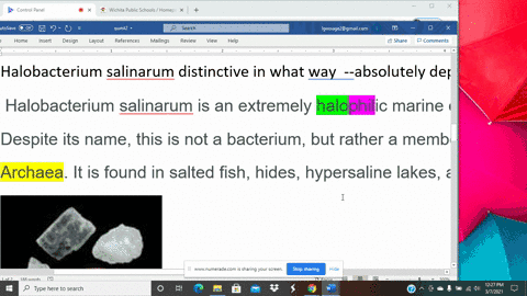 how-is-halobacterium-salinarum-distinctive-a-it-is-absolutely-dependent-on-high-salt-concentrations-