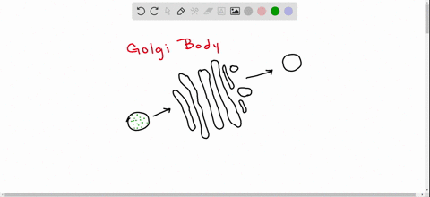 sugar-groups-may-be-added-to-proteins-in-which-of-the-following-a-smooth-endoplasmic-reticulum-b-rou