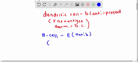 match-the-immune-cell-with-its-main-function-_____dendritic-cell-_____b-cell-_____helper-t-cell-____