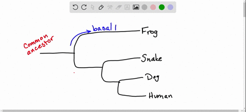 based-on-the-tree-below-which-statement-is-not-correct-a-the-salamander-lineage-is-a-basal-taxon-b-s