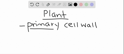 the-primary-plant-cell-wall-a-lies-immediately-inside-the-plasma-membrane-b-is-an-impermeable-barrie