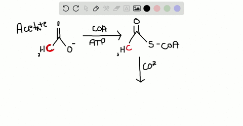 evidence-for-the-role-of-acetate-in-fatty-acid-biosynthesis-comes-from-isotope-labeling-experiments-