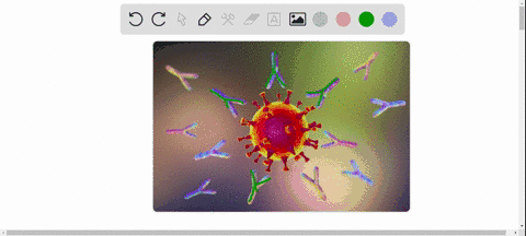 antibodies-a-are-each-composed-of-four-heavy-and-four-light-chains-b-display-a-variable-end-which--3