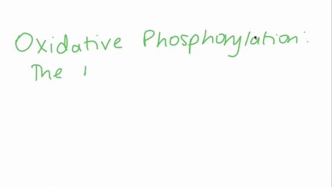 what-is-meant-by-the-term-oxidative-phosphorylation