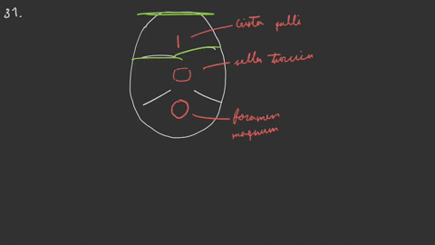 describe-the-anterior-middle-and-posterior-cranial-fossae-and-their-boundaries-and-give-the-midline-