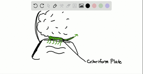 olfactory-nerve-filaments-are-found-a-in-the-optic-bulbs-b-passing-through-the-cribriform-plate-of-t