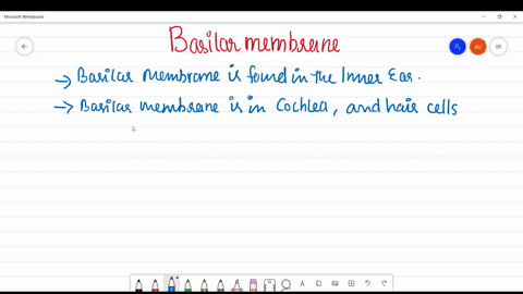 which-structure-is-found-in-the-inner-ear-a-hammer-b-basilar-membrane-c-tympanic-membrane-d-pinna-e-