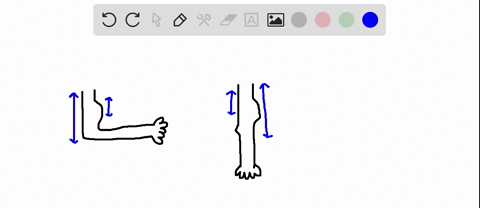 the-antagonistic-pairs-of-arm-and-leg-muscles-a-allow-healthy-muscles-to-compensate-for-injured-ones