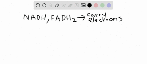 the-electrons-carried-by-nadh-and-fadh-_2-can-be-a-pumped-into-the-intermembrane-space-b-quad-transf