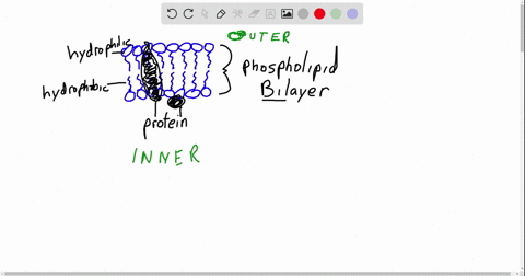 carbohydrates-of-the-plasma-membrane-a-are-bonded-to-a-protein-or-lipid-b-are-located-on-the-outer-2