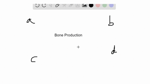 which-cell-type-deposits-bone-tissue-a-osteocyte-b-osteoclast-c-osteoblast-d-none-of-these-are-corre