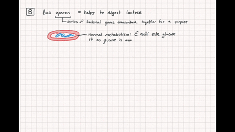 under-which-of-the-following-conditions-will-transcription-of-the-lac-operon-occur-a-lactose-present