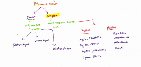 which-of-the-following-is-a-dead-tissue-a-sieve-tube-b-companion-cells-c-parenchyma-d-fibres