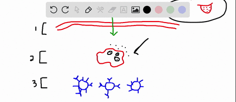 which-of-the-following-is-not-involved-in-the-second-line-of-defense