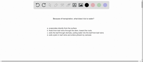 because-of-transpiration-water-a-evaporates-directly-from-the-root-surface-b-flows-from-leaf-veins-t