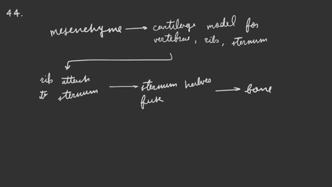 discuss-the-development-of-the-vertebrae-ribs-and-sternum