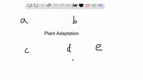which-of-the-following-is-not-a-plant-adaptation-to-land-a-ability-to-undergo-photosynthesis-b-prote