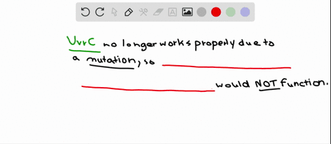 if-a-mutation-eliminated-the-function-of-uvrc-which-aspect-of-the-nucleotide-excision-repair-system-