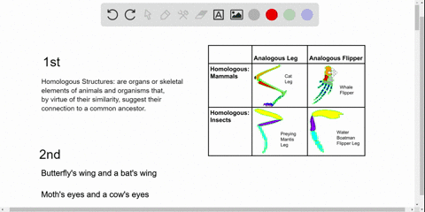 Solved:all The Following Are True Of Homologous Structures Except (A) They  Demonstrate Common Ancestry (B) An Example Is The Wing Of The Bat And A  Person�s Arm (C) An Example Is The Solved:all The Following Are True Of Homologous Structures Except (A) They  Demonstrate Common Ancestry (B) An Example Is The Wing Of The Bat And A  Person�s Arm (C) An Example Is The
