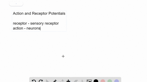 how-is-an-action-potential-different-from-a-receptor-potential
