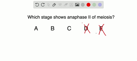 questions-15-17-match-the-event-of-mitosis-with-stages-listed-below-which-stage-is-anaphase-ii-of-me