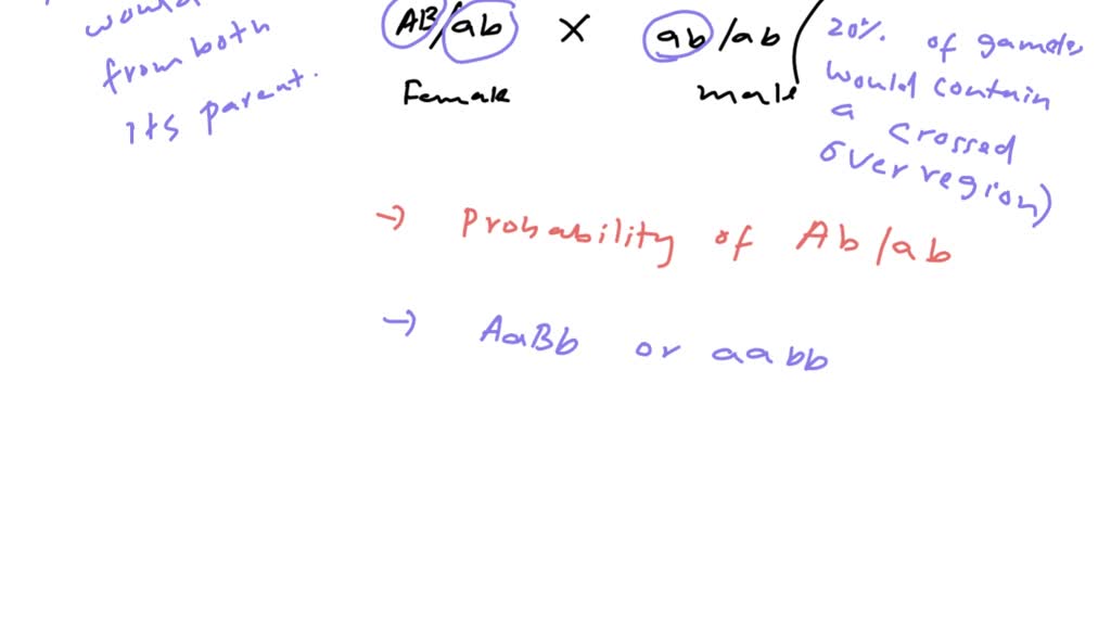 SOLVED:If The A And B Loci Are 20 M.u. Apart In Humans And An A B / A B ...