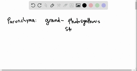 compare-and-contrast-the-roles-of-parenchyma-cells-in-the-ground-tissue-system-versus-the-vascular-t