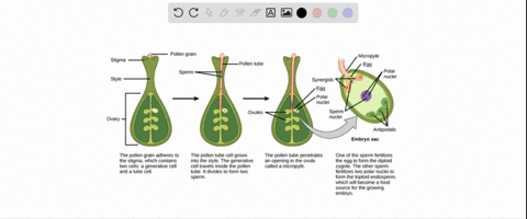 which-statement-about-double-fertilization-is-not-true-a-it-is-found-in-most-angiosperms-b-it-takees