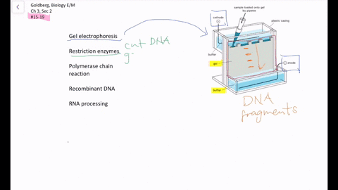 questions-15-19-choose-from-the-terms-below-a-gel-electrophoresis-b-restriction-enzymes-c-polymera-2