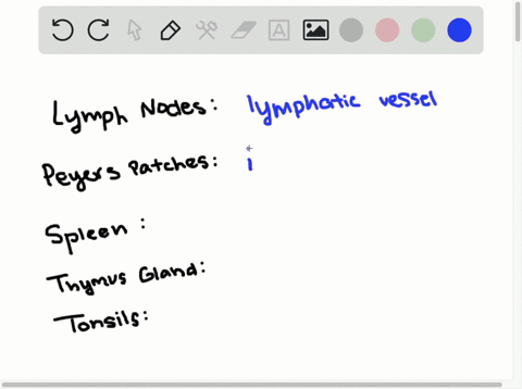 match-the-lymphatic-organs-in-the-key-to-the-description-of-its-location-a-lymph-nodes-b-peyers-pa-4