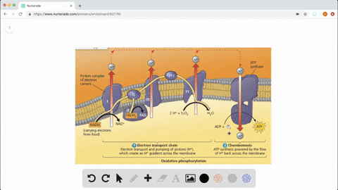 the-immediate-energy-source-that-drives-atp-synthesis-by-atp-synthase-during-oxidative-phosphorylati