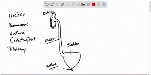 match-each-structure-with-a-function-______ureter-______bowmans-capsule-______urethra-______collecti