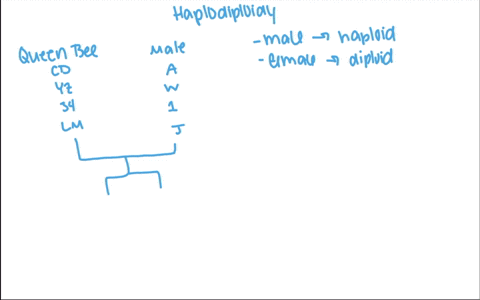 in-the-haplodiploidy-system-of-sex-determination-males-are-a-haploid-b-diploid-c-sterile-d-quad-not-