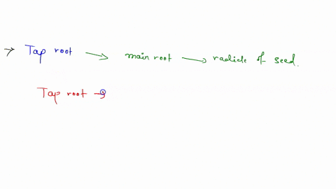 one-main-root-formed-from-the-enlarging-embryonic-root-with-many-smaller-lateral-roots-coming-out-of