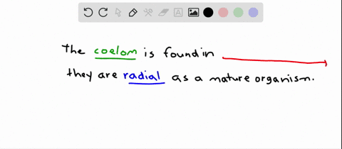 the-_______-have-a-coelom-and-are-radial-as-adults-a-cnidarians-b-echinoderms-c-annelids-d-placozoan