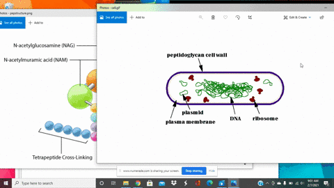 which-of-the-following-are-differences-between-bacteria-and-archaea-a-the-molecular-architecture-of-