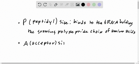there-are-three-sites-on-the-ribosome-each-participating-in-the-translation-identify-them-and-desc-2