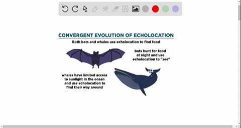 drawing-a-conclusion-what-would-you-conclude-about-the-evolutionary-process-that-produces-two-unrela