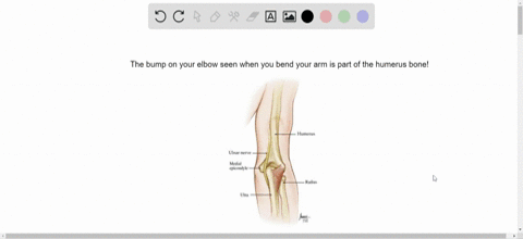 when-you-bend-your-arm-the-bump-seen-as-your-elbow-is-part-of-the-a-humerus-b-radius-c-ulna-d-carpal